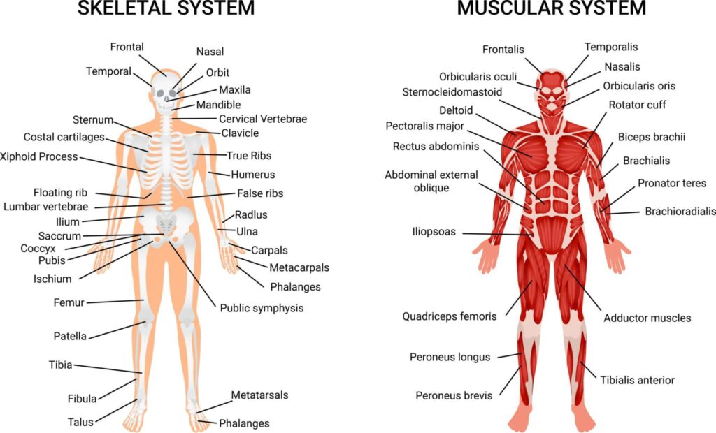 Physio & Wellness